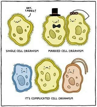Structure Meme 的图像结果