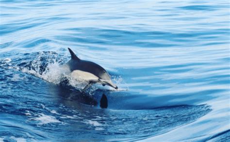 Pacific Ocean Facts for Kids | Info and Teaching Resources