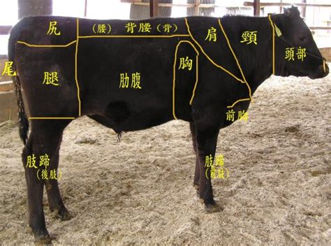 牛の各部の名称 - 牛コラム