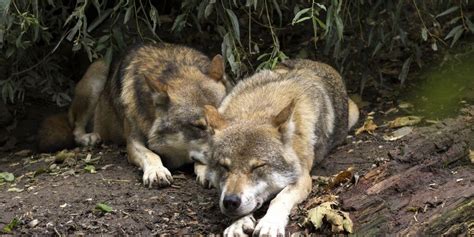 Image result for Howling Wolves Sleep