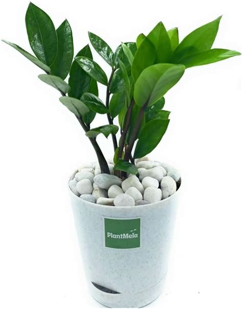 Ugaoo ZZ Plant, Zamia Air Purifer Plant With Self Watering Pot ...