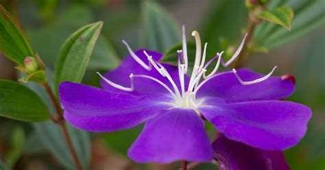 BEGUM BAHAR FLOWER LIVE PLANT K : Amazon.in: Garden & Outdoors