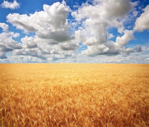 Wiese des Weizens. stockbild. Bild von land, szene, landwirtschaftlich ...