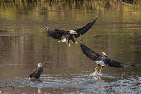 Where Eagles Live: Exploring The Natural Habitat Of Eagle Species