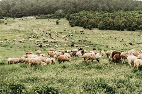 Merino Sheep Distinctive Markings & Characteristics in Luxury Knitwear
