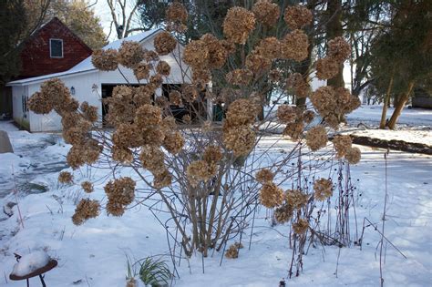 Oakleaf hydrangea winter character and texture of 14 year old mass ...