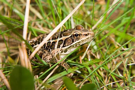 Image result for Help This Frog Fly