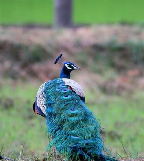 MOONSHADE HANDAPANAGALA (Wellawaya) - Hostel Reviews & Photos - Tripadvisor