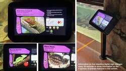 ZooLex Exhibit - RepTopia - Caiman Lizard