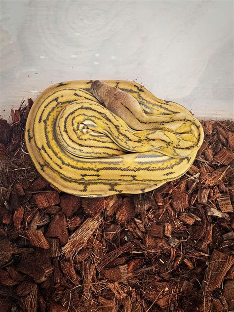 Image result for Platinum Reticulated Python