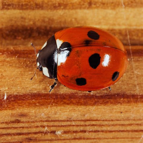 Image result for Ladybug Flaying
