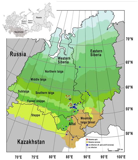 Prevalence of the Microsporidian Nosema spp. in Honey Bee Populations ...