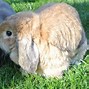Image result for Family Easter Bunny Photo Shoot