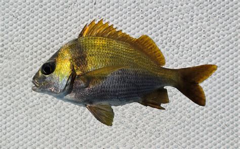 Grunt Family Photographs, and Information – Haemulidae | Mexico – Fish ...