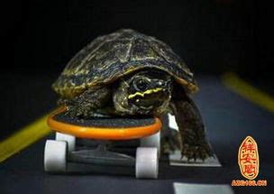乌龟服龟速模式三十级奖励 - 哔哩哔哩