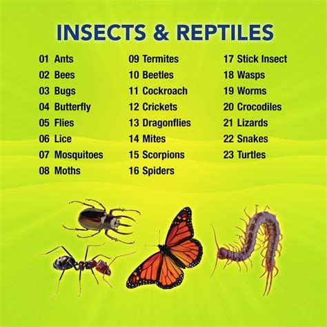 Insects and Reptiles – Magicbox