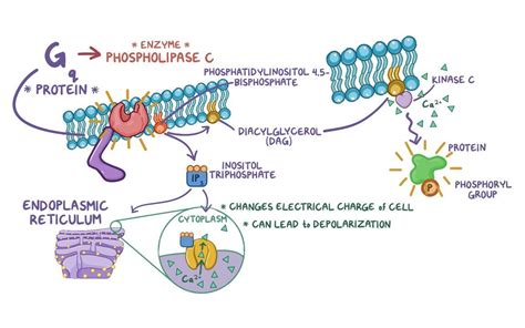 Image result for Cell Signaling Process
