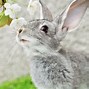 Image result for Bunny Pattern Clip Art