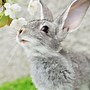 Image result for Bunny Head Pattern