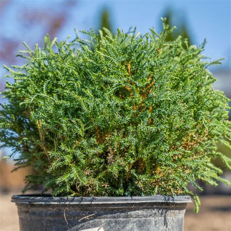 Moon Valley Nurseries