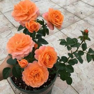 VibeX Holiday Princess Rose Fresh Plant Stems for Planting （Rosa Rugosa ...