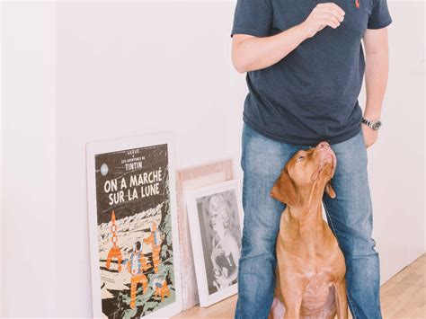 Does your pet dog become aggressive when visitors are around? Here's ...