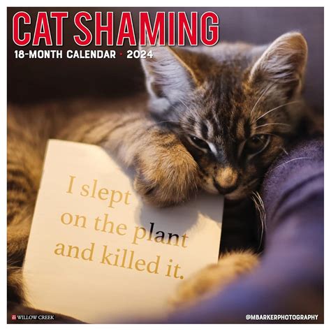 Buy Cat Shaming 2024 12 X 12 Wall Calendar Book Online at Low Prices in ...