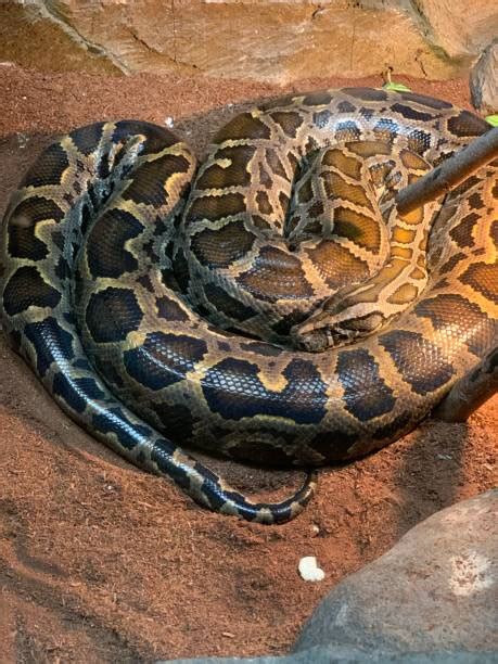 Image result for Python for Data Science Freecodecamp