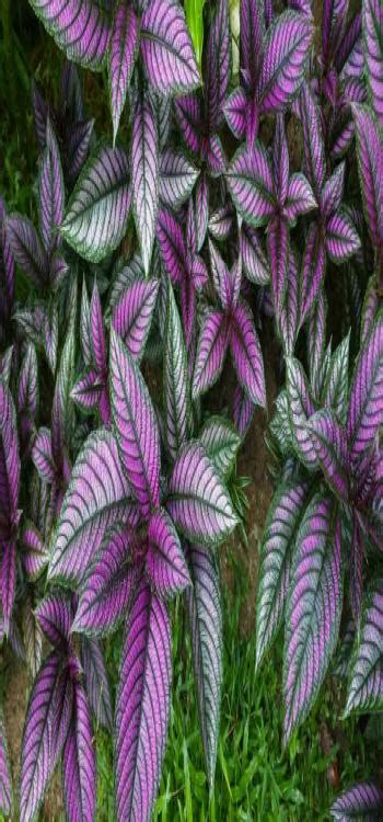 Top 10 Indoor Plants You Should Have in Your Home