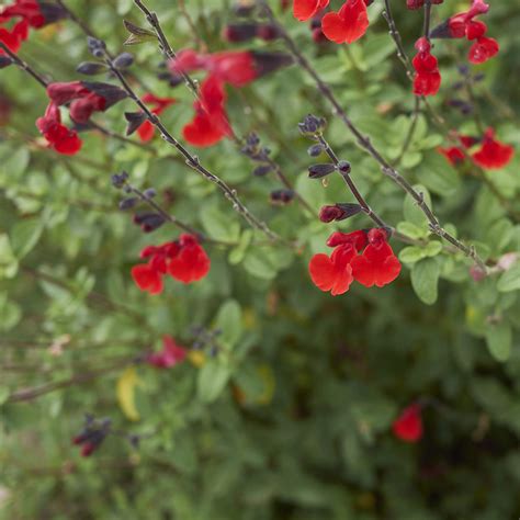 Salvia greggii 'Red' - Featured Plant | Western Star Nurseries