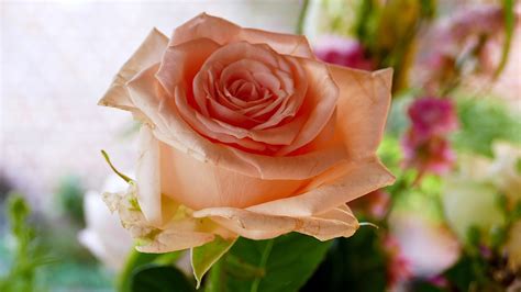 Rose Rosa Blume - Kostenloses Foto auf Pixabay - Pixabay