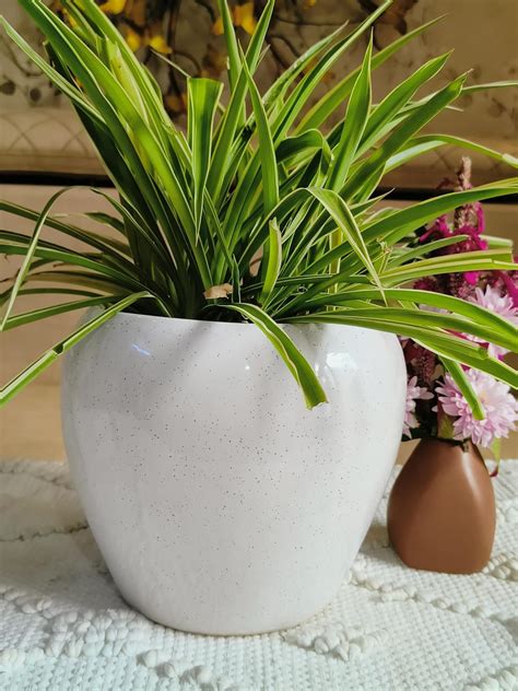 Niyara White Apple Stylish Ceramic Pots for Indoor Plants,Succulent ...