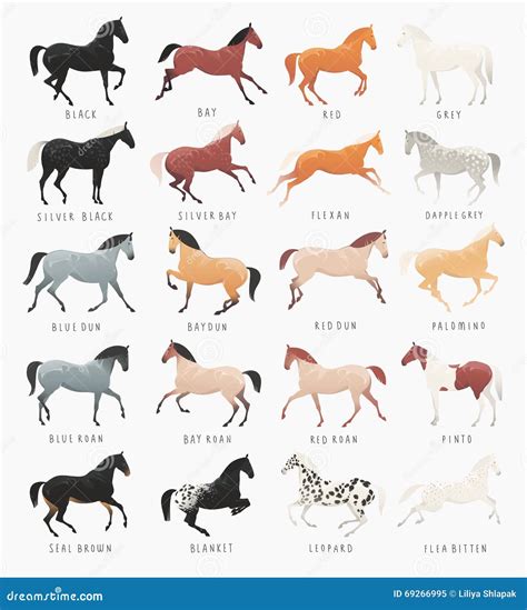 Horse Color Chart Equine Coat Colors With Types Of Horses, 54% OFF