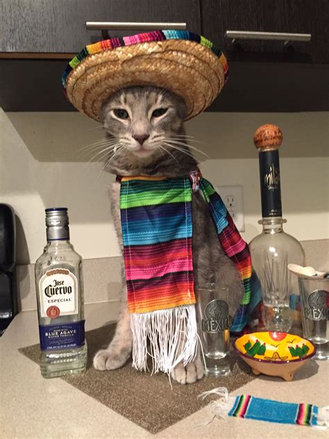 Mexican Cat in Sombrero and Scarf
