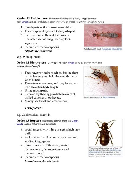 Image result for Classification of Class Insecta