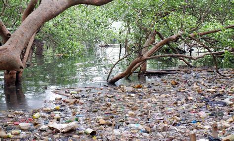 Environmental Issue 的图像结果