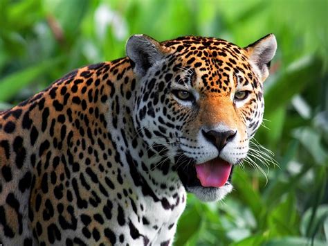 Download Animal Jaguar Wallpaper 1280x960 | Wallpoper #214492