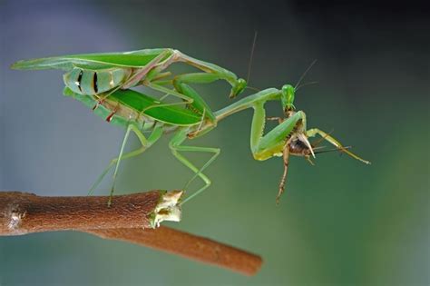 Image result for Praying Mantis