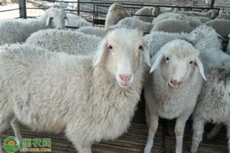2023农村养羊的利润与成本 - 惠农网