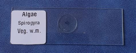 Biology Lab Equipments - Prepared Microscope Glass Slides Trader ...