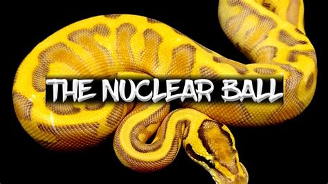 Image result for Atomic Ball Python