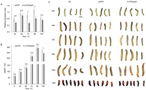 Additive Insecticidal Effects of Chitosan/dsRNA Nanoparticles Targeting ...