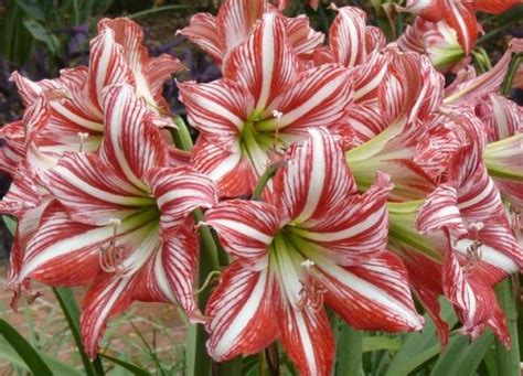 Image result for Spring Flower Types