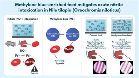 Methylene Blue-Enriched Feed Mitigates Acute Nitrite Intoxication in ...
