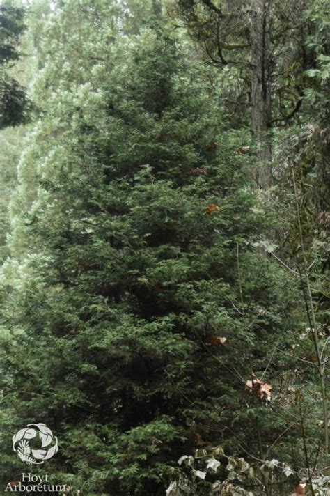 Chamaecyparis obtusa 'Torulosa' | Hoyt Arboretum, Portland, Oregon, USA