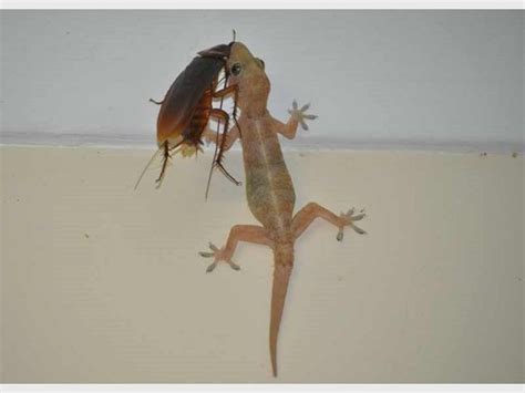 Image result for Gecko vs Cockroach