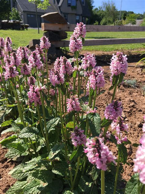 STACHYS OFFICIANALIS ‘HUMMELO’ – Horlings Plants
