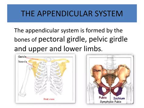 Anatomy of musculoskeletal system | PPTX