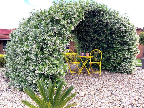 Star Jasmine | Landscaping plants, Planting flowers, Plants