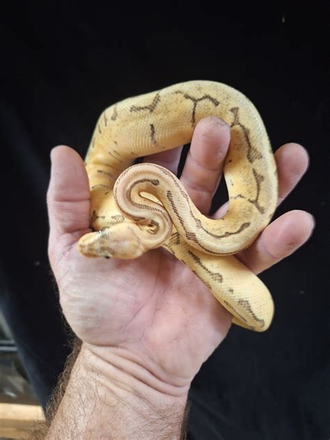 Image result for Enchi Ghost Ball Python